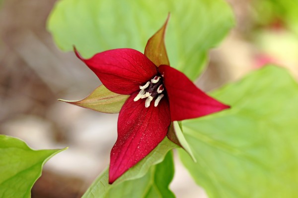 Red Trillium by Deb Oppermann